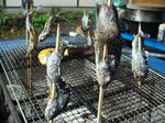 bbqfish.jpg