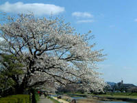 kamosakura.jpg