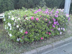 2010050303.jpg