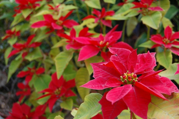 h22-12poinsetia1.JPG