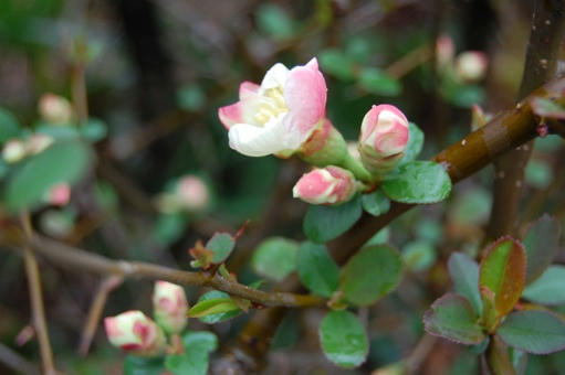 木瓜の花２