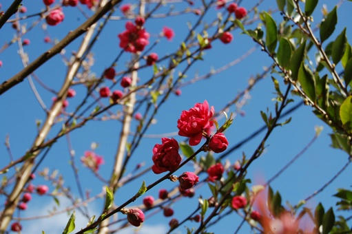 ももの花