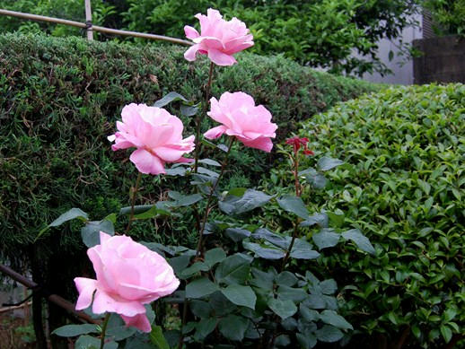 薔薇