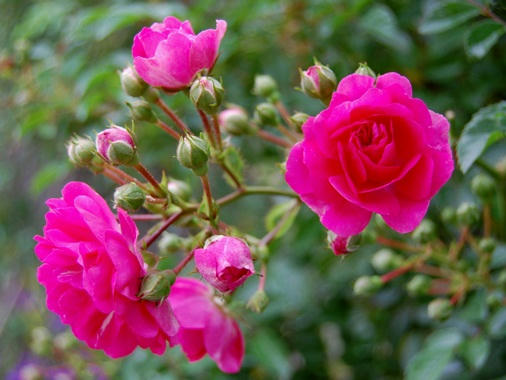 ミニ薔薇