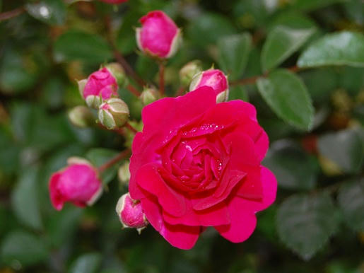ミニ薔薇