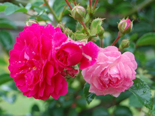 ミニ薔薇ピンク
