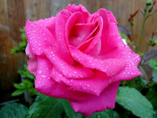 雨に濡れる薔薇