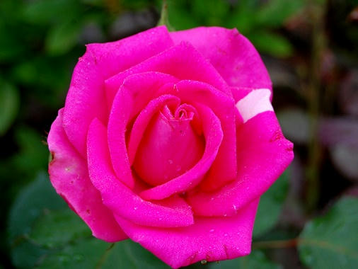 白いラインが入った薔薇