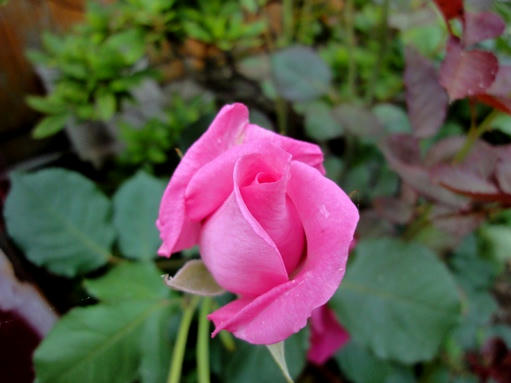 薔薇のつぼみ