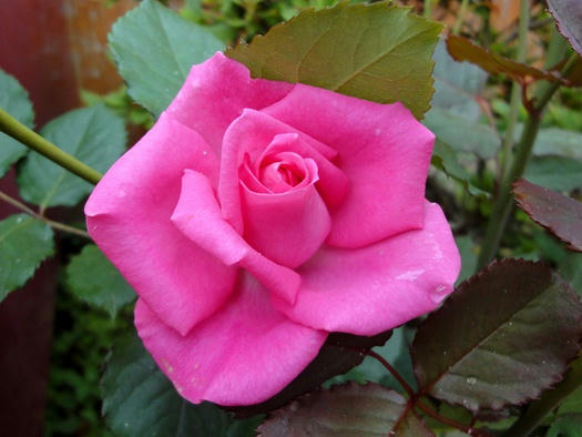 濃いピンクの薔薇
