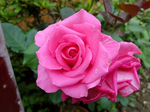 濃いピンクの薔薇