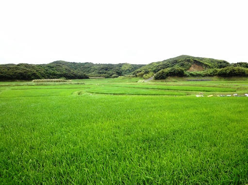 田園