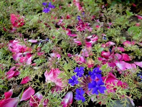台風一過　薔薇の花びら
