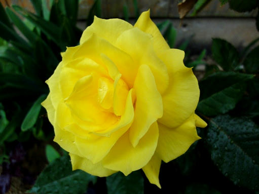 黄色の薔薇