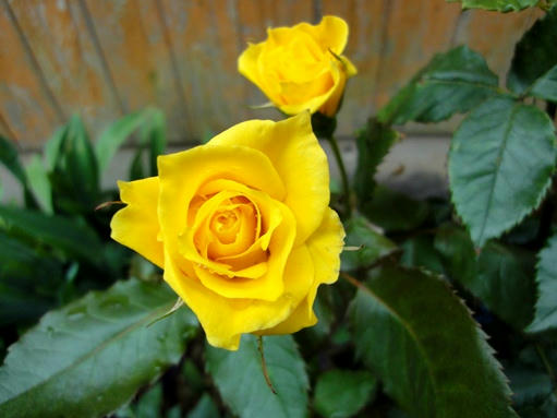 黄色の薔薇の蕾