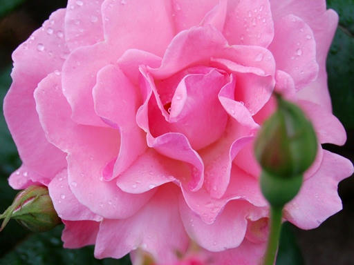 薄ピンクの薔薇