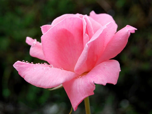 薄ピンクの薔薇