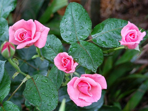 薄ピンクの薔薇　蕾