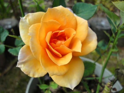 オレンジの薔薇