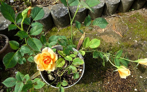 オレンジの薔薇　全体
