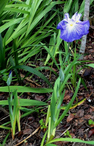 花菖蒲　全体