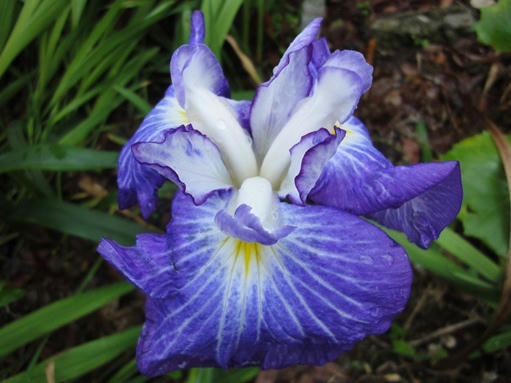 花菖蒲　青紫