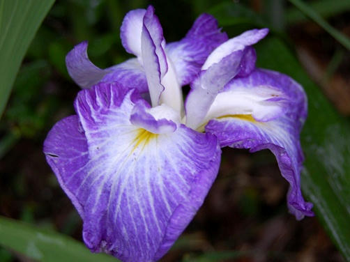 花菖蒲　赤紫
