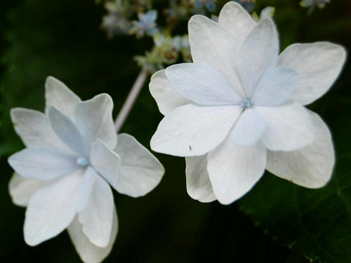額紫陽花