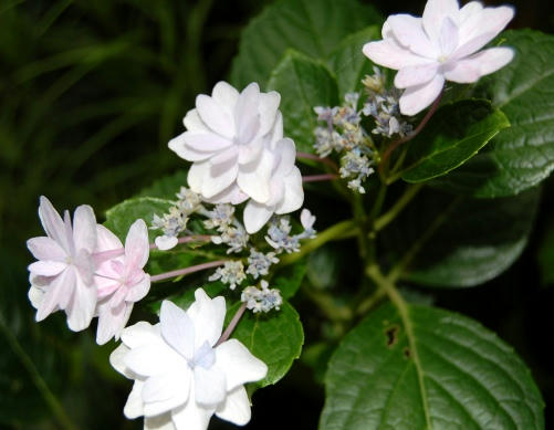 額紫陽花