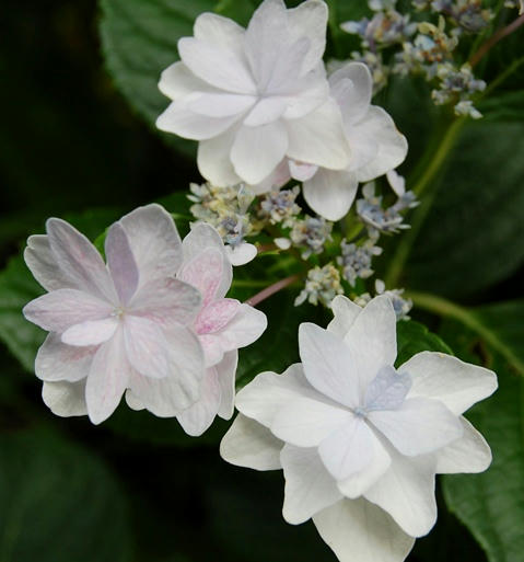 額紫陽花