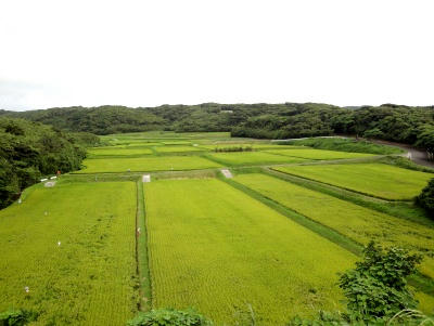 田んぼ