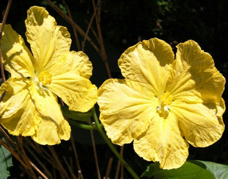 へちまの花