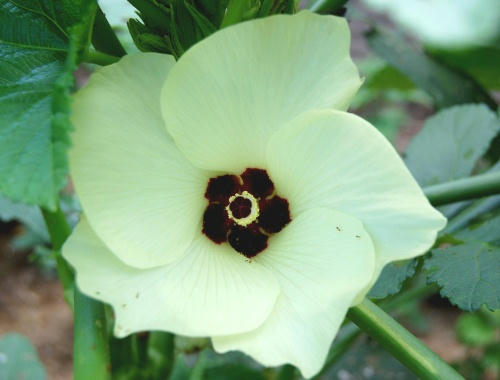 オクラの花