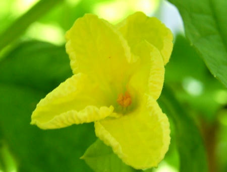 ゴーヤの花