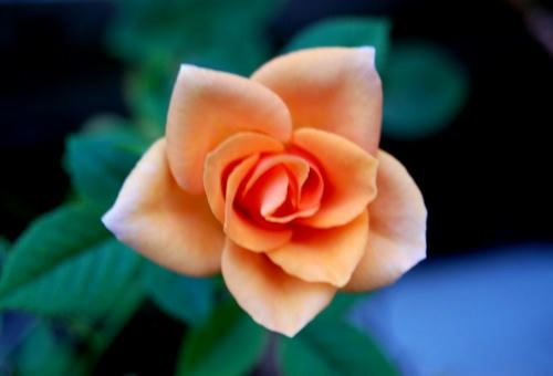 オレンジのミニ薔薇