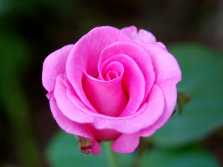 ピンクの薔薇