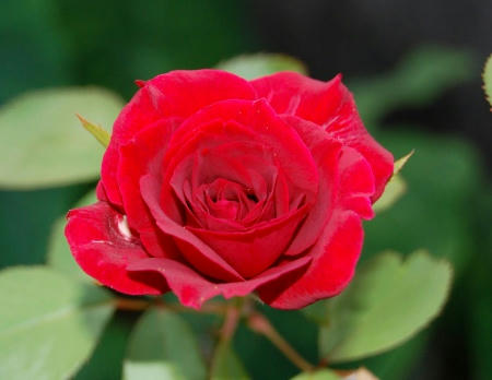 赤い薔薇