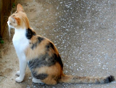 猫