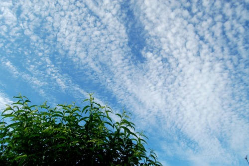 空と桃の木