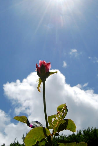 空と薔薇