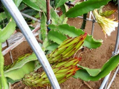 ドラゴンフルーツの花