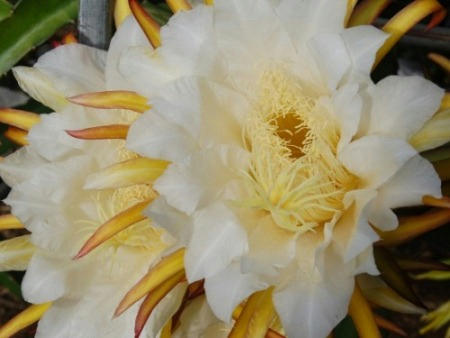 ドラゴンフルーツの花