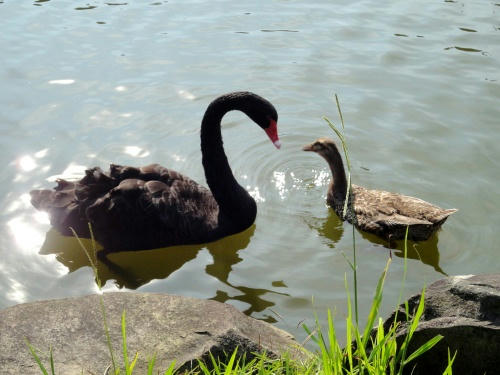 黒鳥とカモ