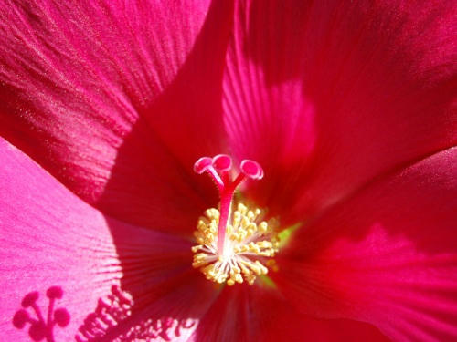 芙蓉の雌しべ