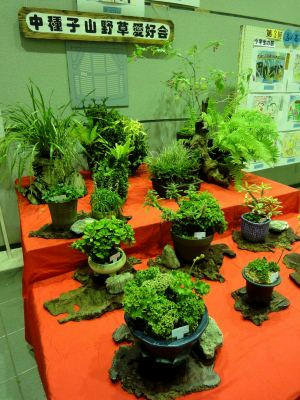 中種子山野草愛好会