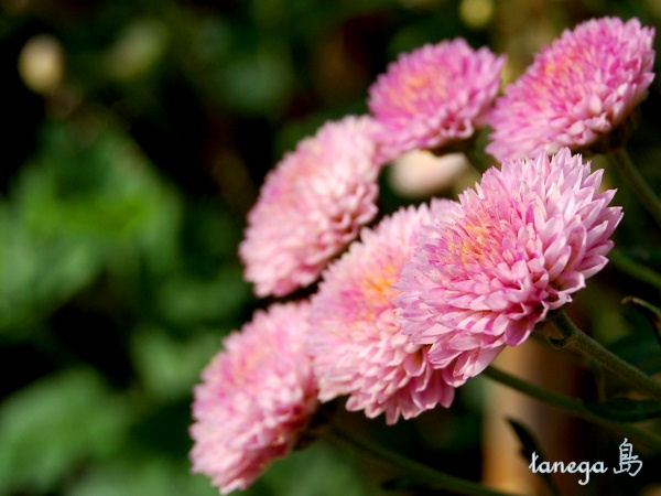 薄ピンクの小菊
