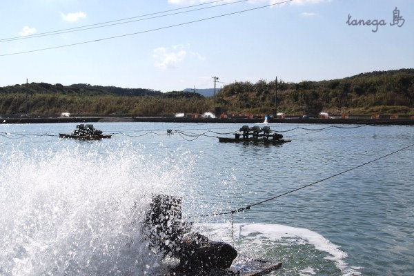 熊野車海老養殖場