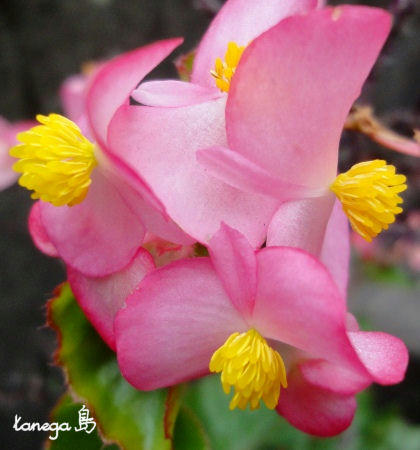 濃いピンクの花