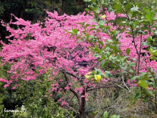 寒緋桜