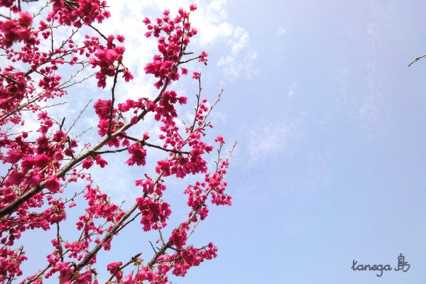 寒緋桜